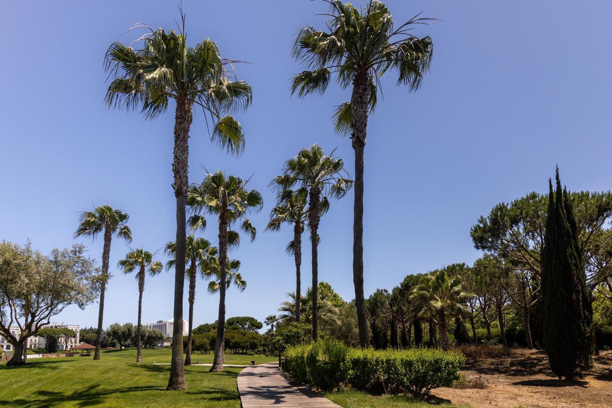 Domes Lake Algarve, Autograph Collection Vilamoura Exterior foto Palm trees in the park